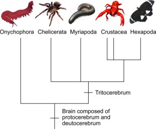Implications-of-the-current-findings-for-the-evolution-of-the-arthropod-brain-The-brain.png